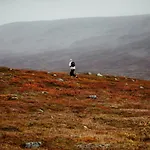 Lapland Sirkantaehti