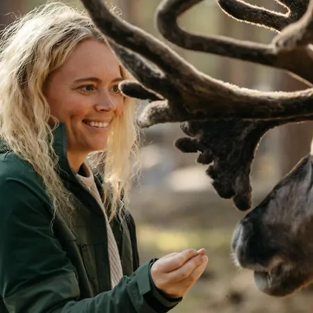 Lapland Sirkantaehti ليفي